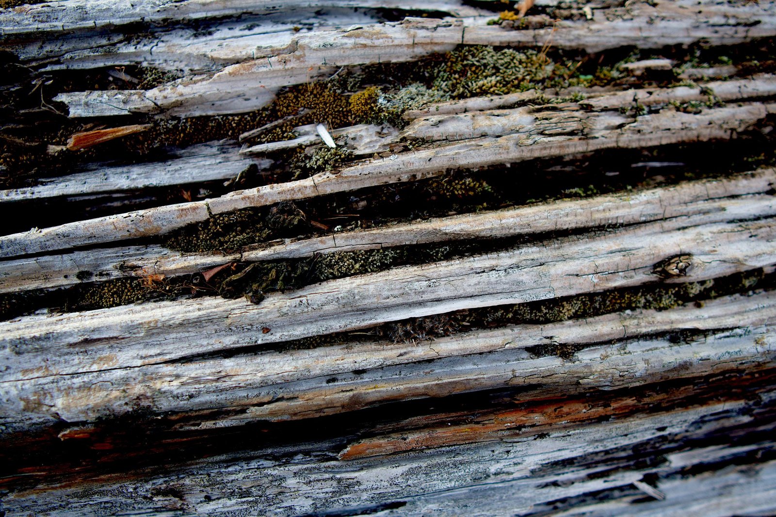 Close view of split, weathered timber with moss in the cracks